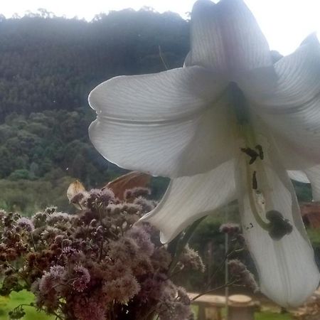 לינה וארוחת בוקר מונטה ורדה Morada Rancho Da Lua מראה חיצוני תמונה